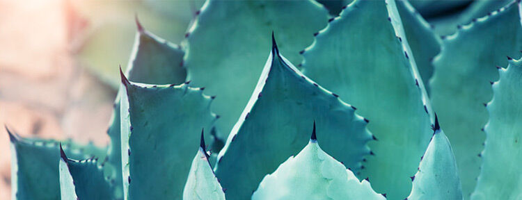 Agave Syurp Bio