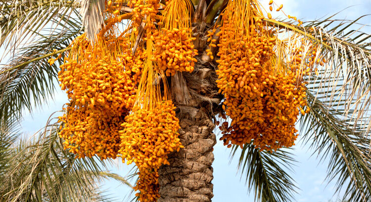 Huile de Dattier du Desert Bio