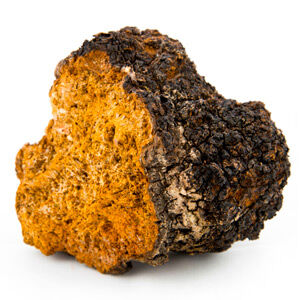 Chaga Mushroom