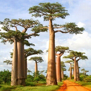 Baobab