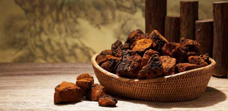 Chaga Mushroom