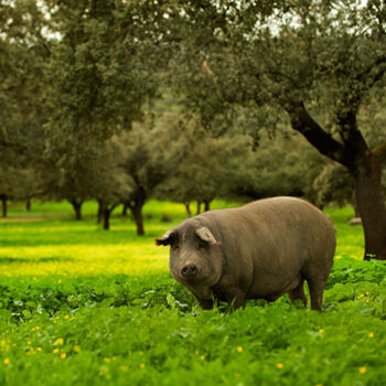 Iberian Pork Bar