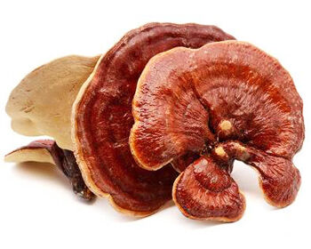 Reishi Fiber