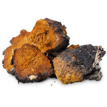 Chaga Powder