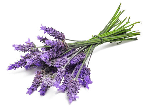 Lavandula