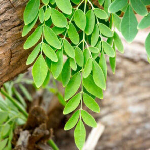 Moringa