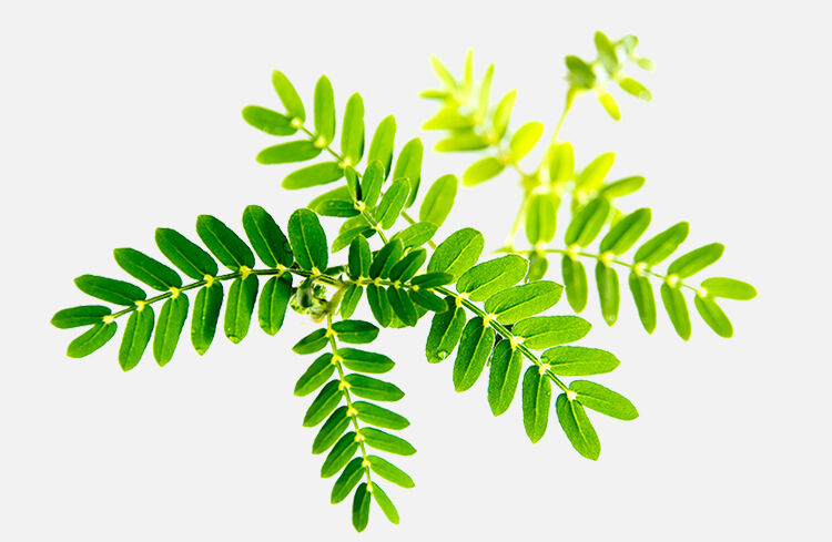 Tribulus Terrestris