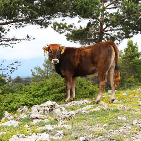 Eco Beef Jerky